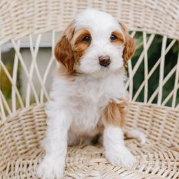 Angus - Red male Bernedoodle puppy in Spanish Fork, Utah from K Brand Doodles