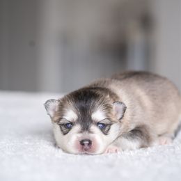 Nori - Silver Pomsky puppy in Bellevue, Washington from The Pomsky Garden