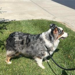 Sa’Fyre - Australian Shepherd