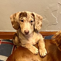 Mocha - Dachshund