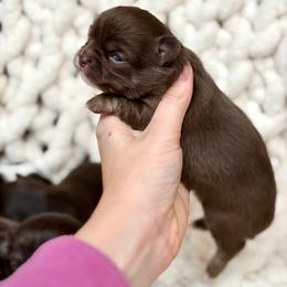 Ace - Chocolate and tan male Chihuahua puppy in Beaumont, Texas from Down south pups