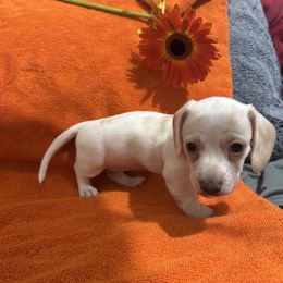 Dachshund All Grown Up from Sandy's Mini Weenies in Cali