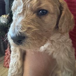 Julius (orange ) - male Goldendoodle puppy in Fayettville Ar, Arkansas from Ozark Bulldogs and doodles