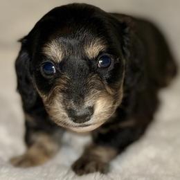 Puppy 4 - Black and cream female Dachshund puppy in Fredonia, Arizona from Desert Horizon Dachshunds