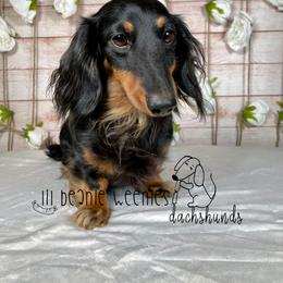 Dachshund All Grown Up from Lil Beanie Weenies Dachshunds