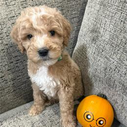 Draco - Apricot male Goldendoodle puppy in Conroe, Texas from Tails of Cypress
