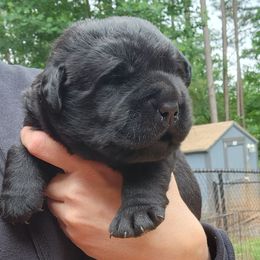 Kyle - Black male Labrador Retriever puppy in Braselton, Georgia from Bel Amour