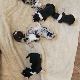 Border Collie Puppies from BC Dogs at the Rodgers
