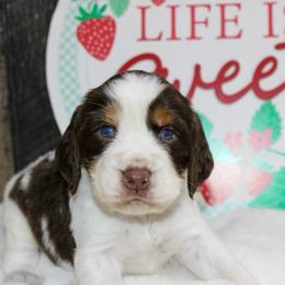 Jet - Liver white and tan male English Springer Spaniel puppy in Winchester, Kentucky from Hidden Springs Farm