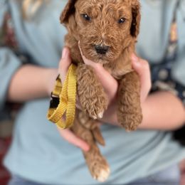 Goldendoodle Puppies from Muddydoodles
