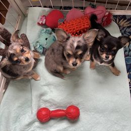 Chihuahua puppies from Blue Grass Valley Chihuahuas
