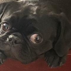 Pugs from Pug Puppers