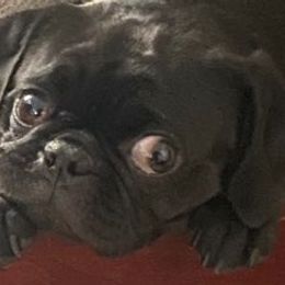 Pugs from Pug Puppers