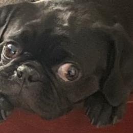 Pugs from Pug Puppers