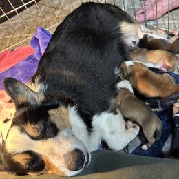 Pembroke Welsh Corgi Puppies from Northwynd Corgis