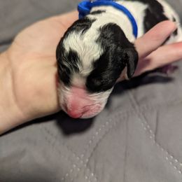 Bearded Retriever, Bernedoodle, and Poodle Puppies from Doodle Belle Puppy