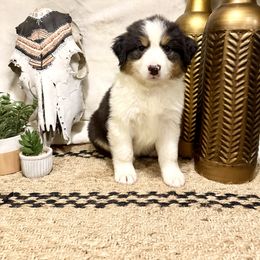 Australian Shepherd Puppies from Aussome Okie Aussies