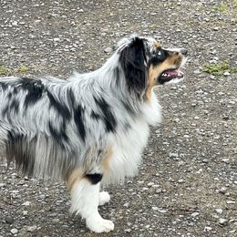 Huck - Miniature American Shepherd