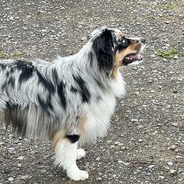 Huck - Miniature American Shepherd