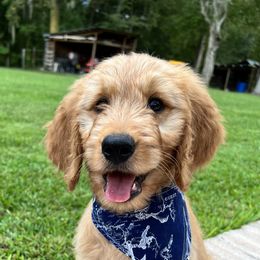 Goldendoodle Puppies from Muddy Acre Pups