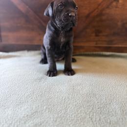 Cane Corso Puppies from Cowan Farms