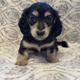 Ocean - Black and cream female Dachshund puppy in Franklin, Georgia from MK Minidox