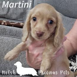 Martini - Cream female Dachshund puppy in Anamosa, Iowa from Melsh Precious Pets
