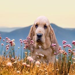 Elvis - Bloodhound
