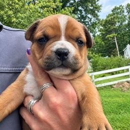 Monica - Red female American Staffordshire Terrier puppy in Marietta, Georgia from Ambition Amstaffs