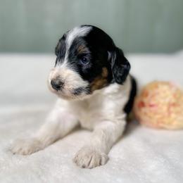 Girl 5 - Tri-color female Bernedoodle puppy in Osage City, Kansas from Golden Ridge Goldens