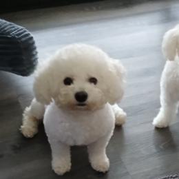 T. Bear - Bichon Frise