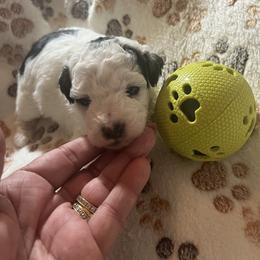 Pluto, black - Parti male Poodle puppy in Winter Haven, Florida from Herdez’s Poodles