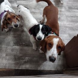Basset Hound Puppies from Lydia Hatfield's Basset Hounds