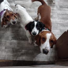 Basset Hound Puppies from Lydia Hatfield's Basset Hounds