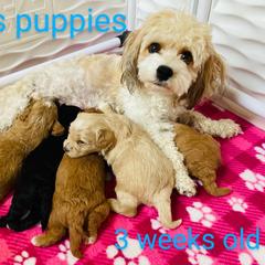 Cavachon Puppies from Liberty Pups