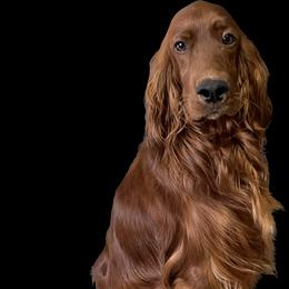 Irish Setter puppies from Plumcreek Acres