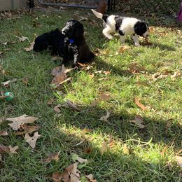 Goldendoodle Puppies from Crystal Coast Cuddles
