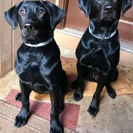 Labrador Retrievers from Clearmountain Retrievers