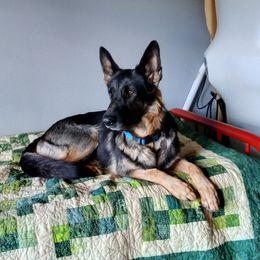 Midnight - German Shepherd
