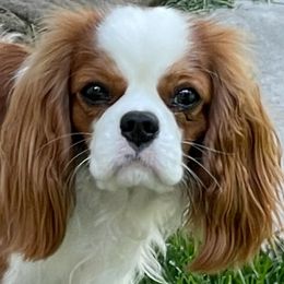 Cavalier King Charles Spaniels from Sweettalk Cavaliers