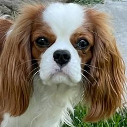 Cavalier King Charles Spaniels from Sweettalk Cavaliers