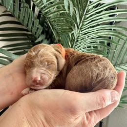 Orange Collar - Parti female Assorted Doodle Crosses puppy in Marysville, California from Dailey Doodles and Dachshunds
