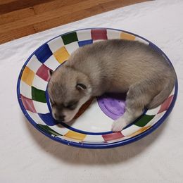 Silo - Gray and white female Siberian Husky puppy in Middlebury, Vermont from Rebel Huskys