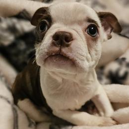 Velvet - Seal and white Boston Terrier puppy in Boston, Massachusetts from Boston Collections