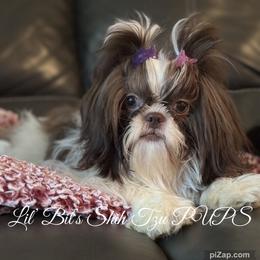 Phoebe - Shih Tzu