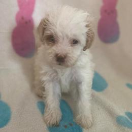 Bowie - Parti male Goldendoodle puppy in Cumberland, Rhode Island from minigoldendoodlesofRI
