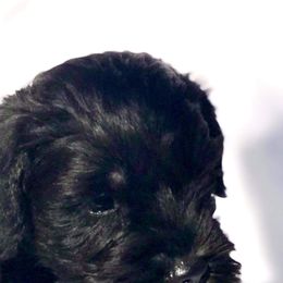 Miniature Schnauzer Puppies from Divine Miniature Schnauzers
