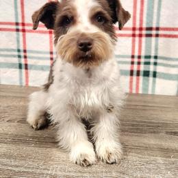 Miniature Schnauzers from Crownedschnauzers