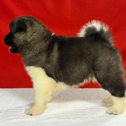 Boy - Brown, black overlay male Akita puppy in Cuba, Missouri from Kamikaze Akitas