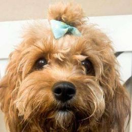 Abby - Cavapoo